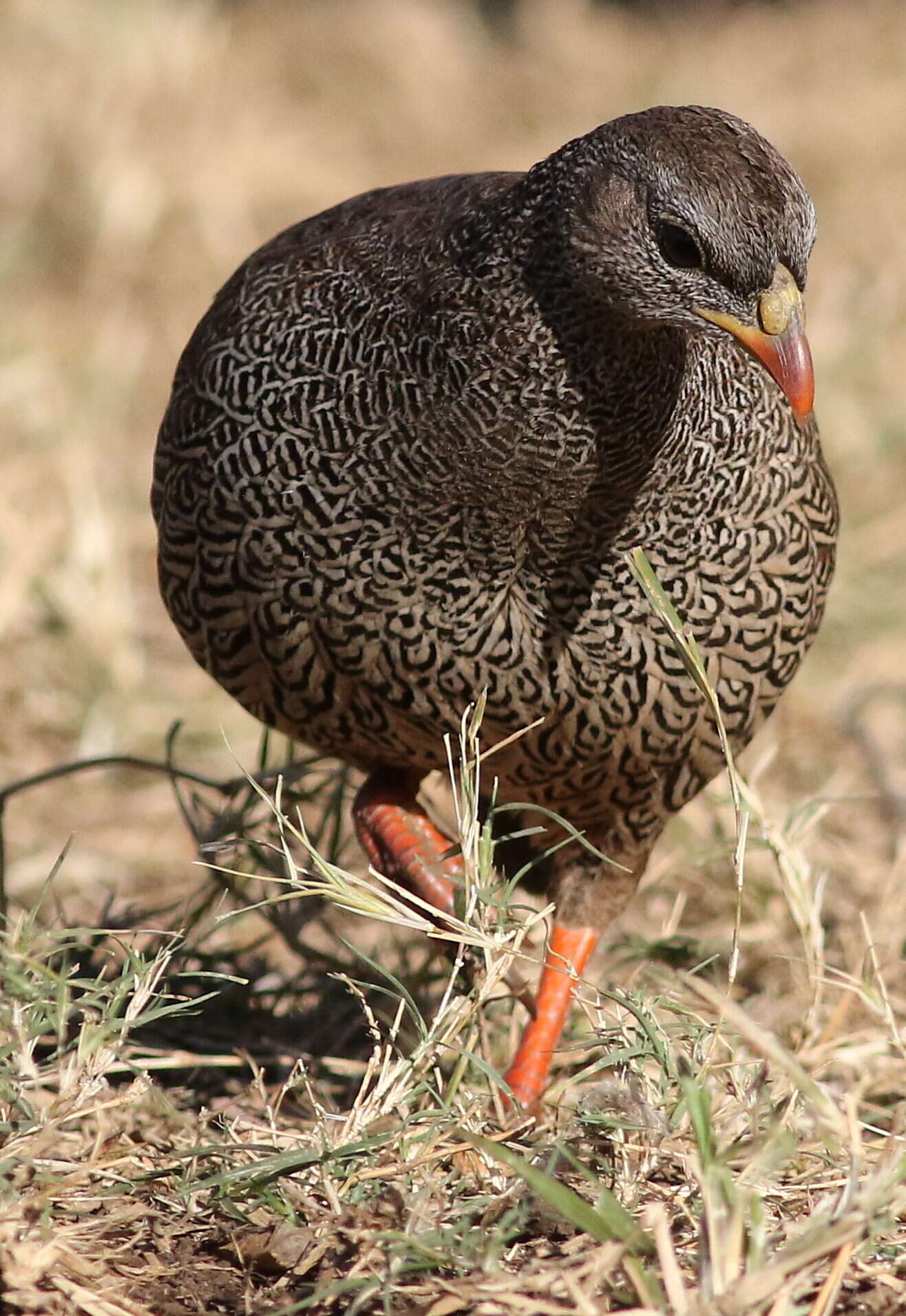 Image of Natal Francolin