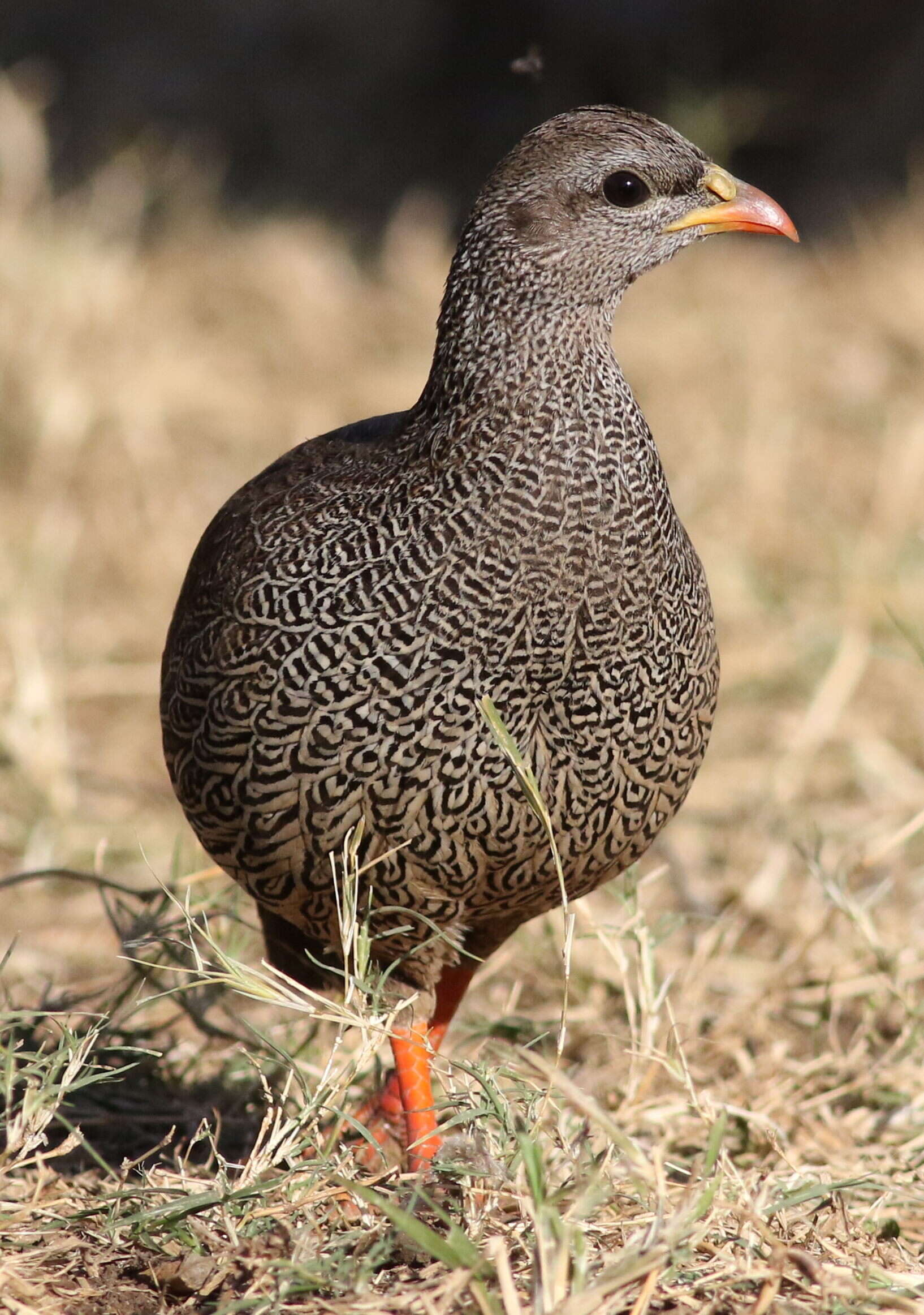 Image of Natal Francolin