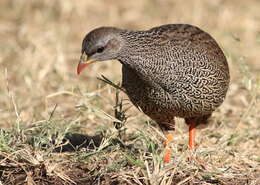 Image of Natal Francolin