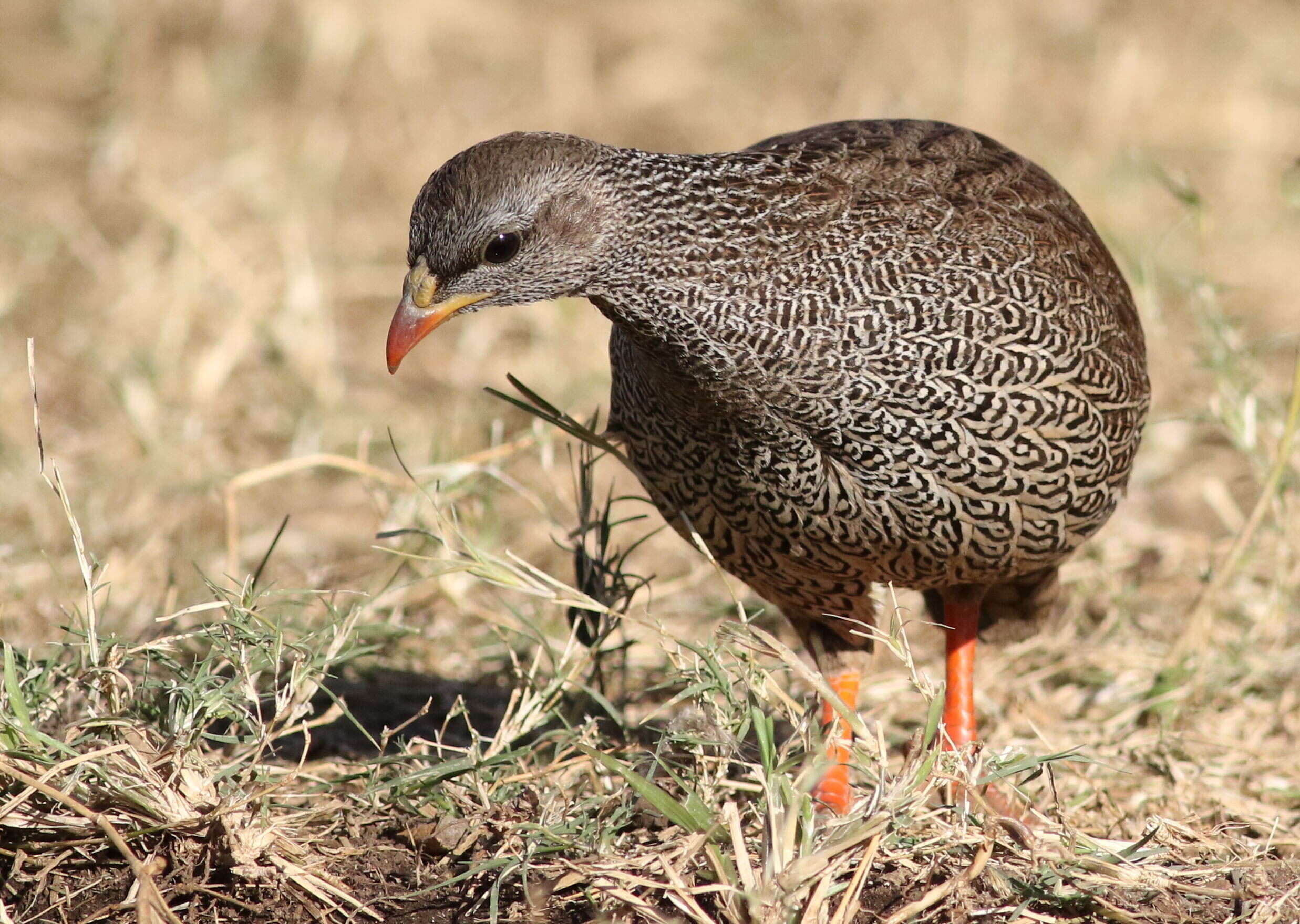 Image of Natal Francolin