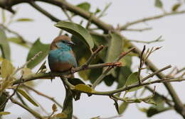 Image of Blue Waxbill