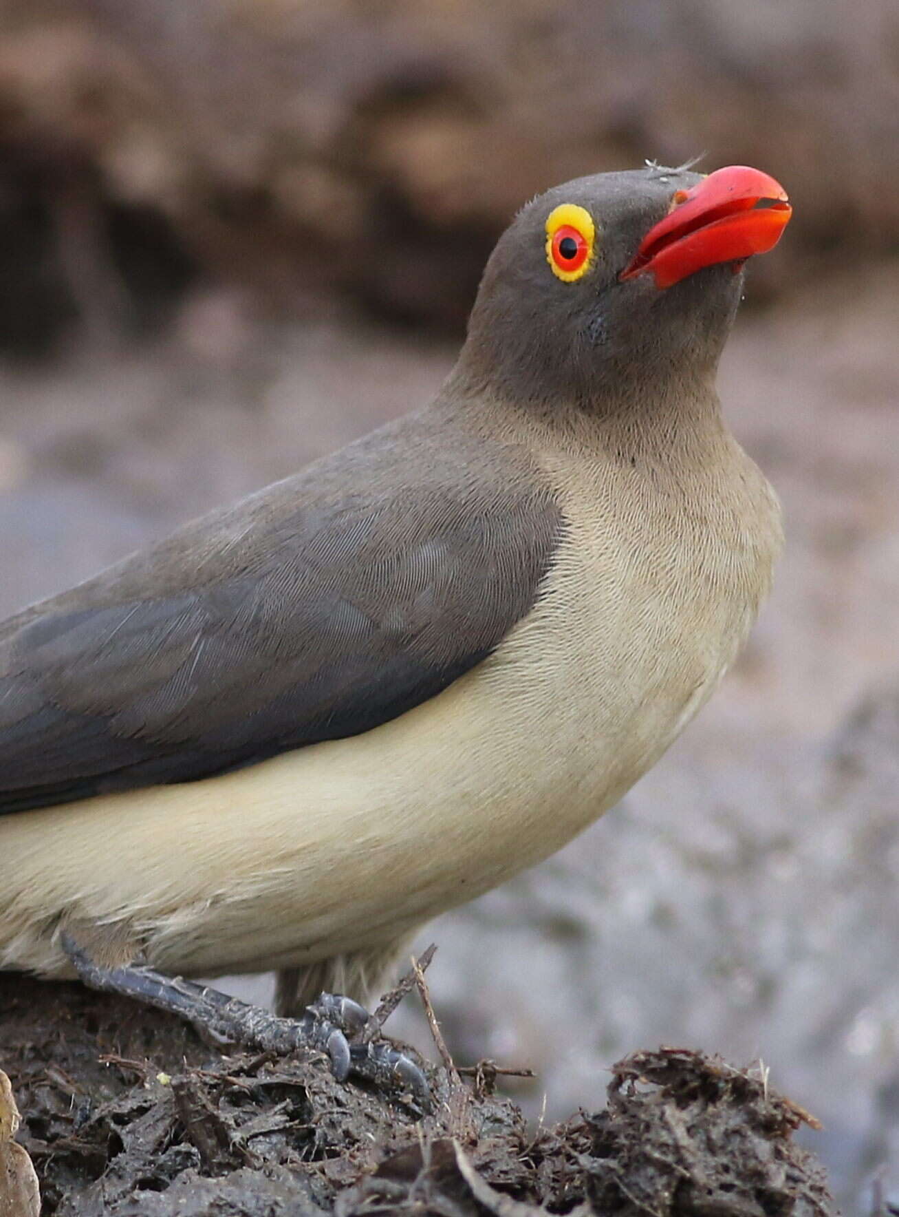 Image of Red-billed Oxpecker