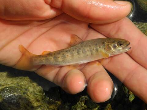 Image of Marbled trout