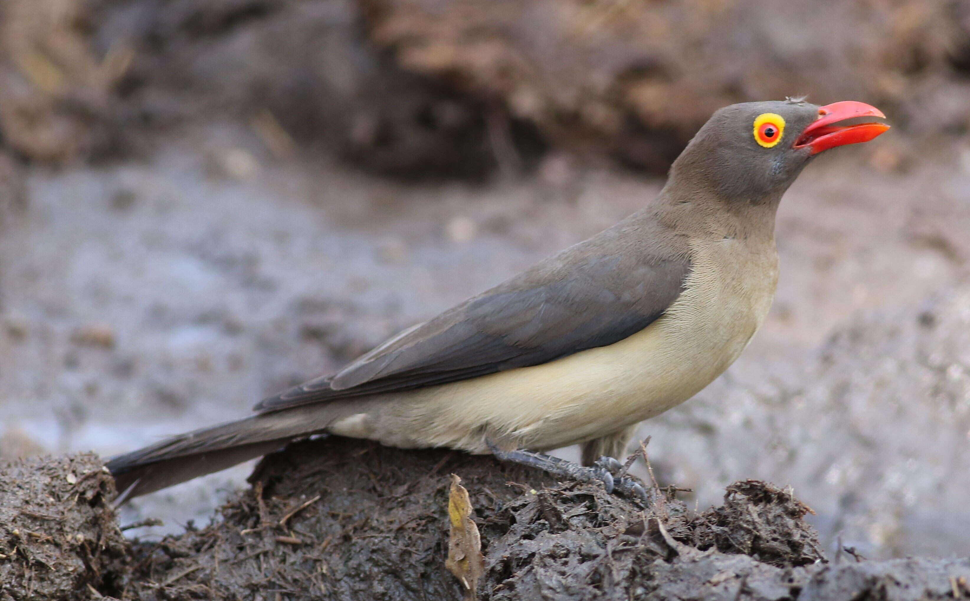 Image of Red-billed Oxpecker