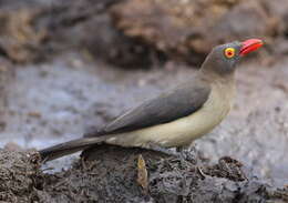 Image of Red-billed Oxpecker