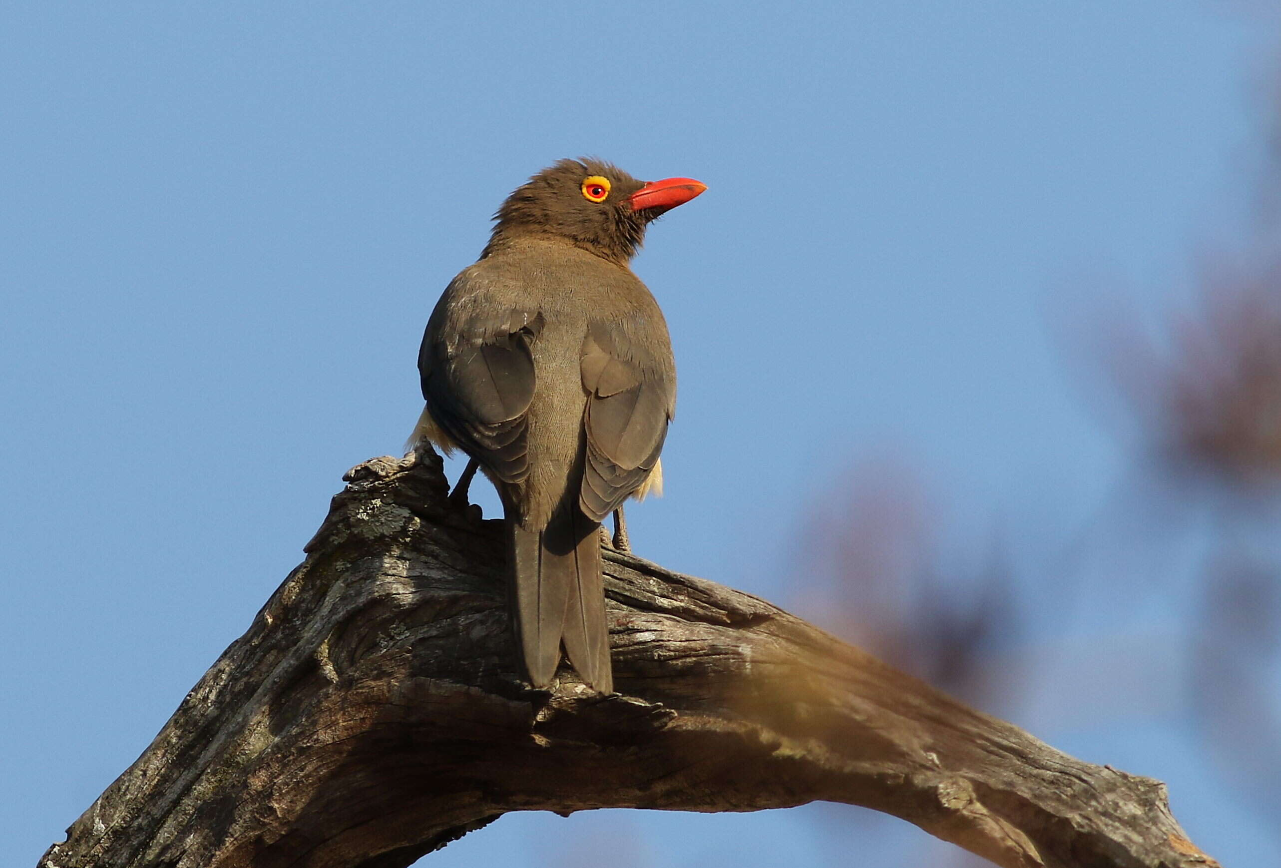 Image of Red-billed Oxpecker