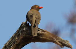 Image of Red-billed Oxpecker