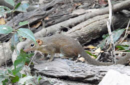 Image of Northern Tree Shrew