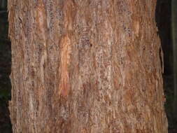 Image of Australian tallowwood