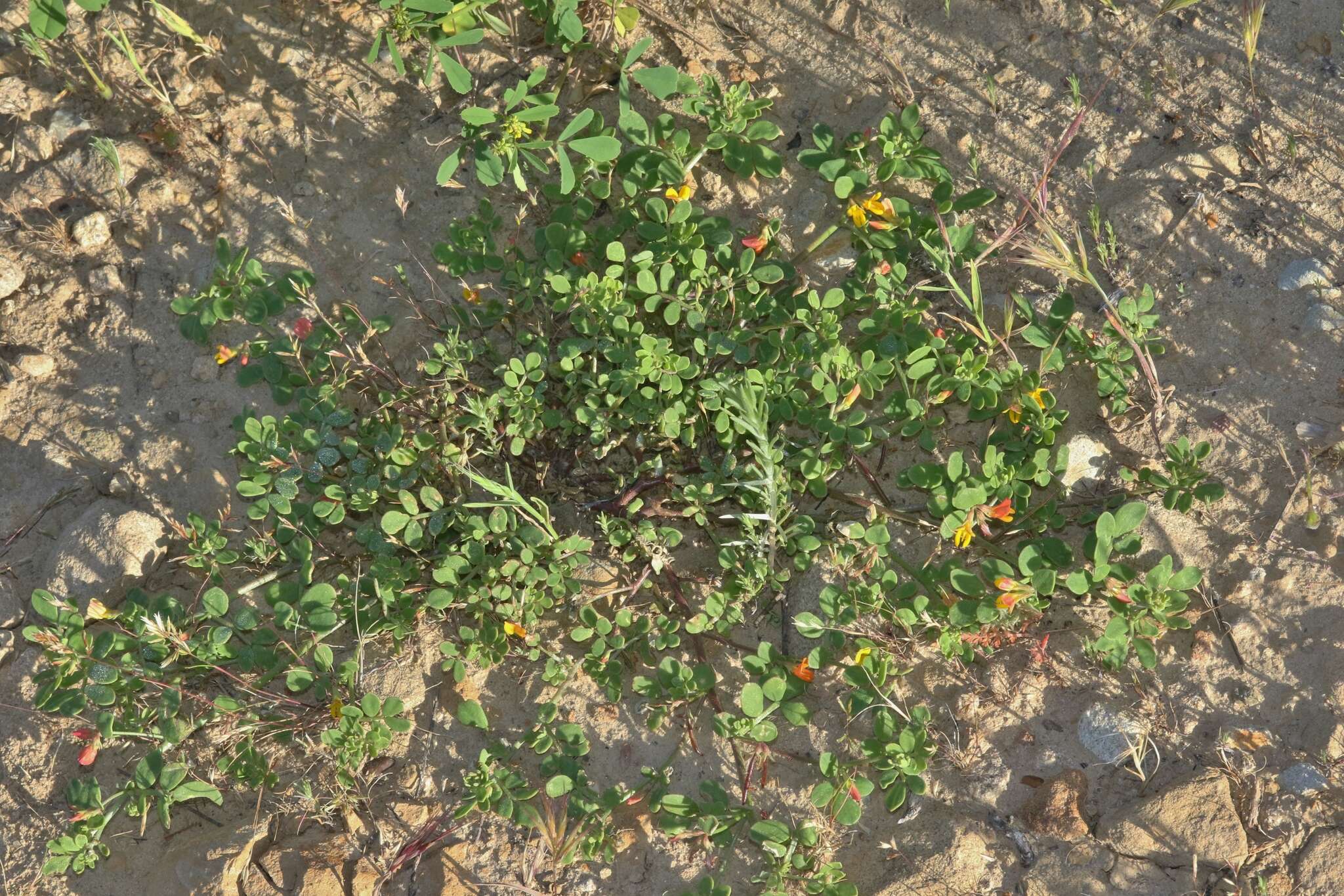 Image of coastal bird's-foot trefoil