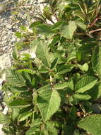 Image of Salvia ringens Sm.