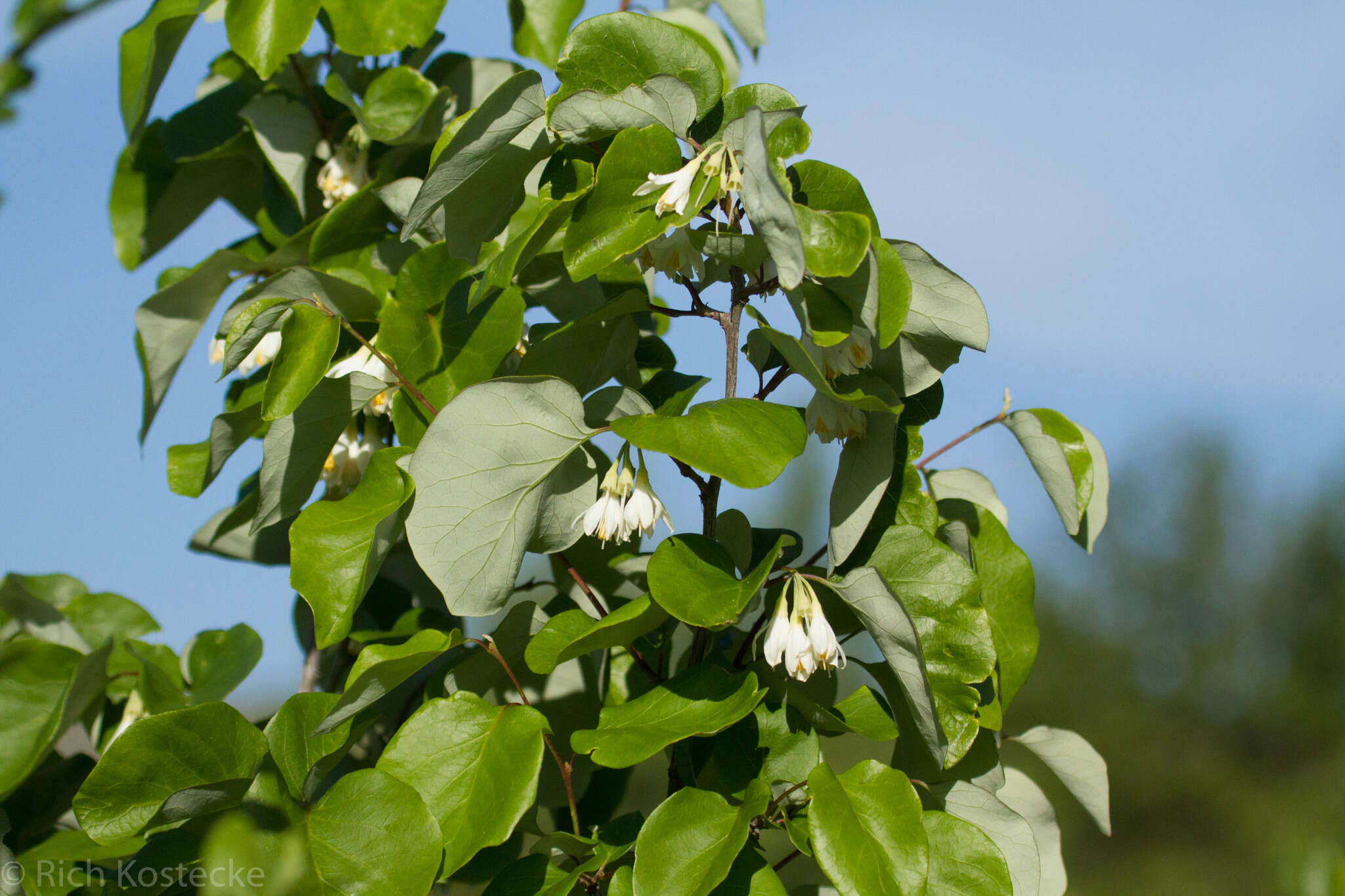 Styrax platanifolius subsp. texanus (Cory) P. W. Fritsch的圖片