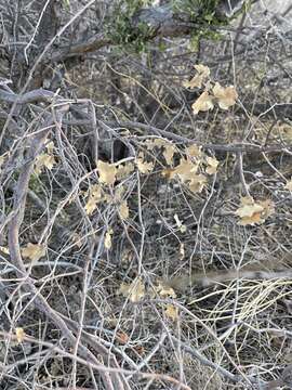 Image of Pungent Oak