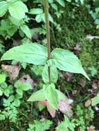 Epilobium montanum L. resmi