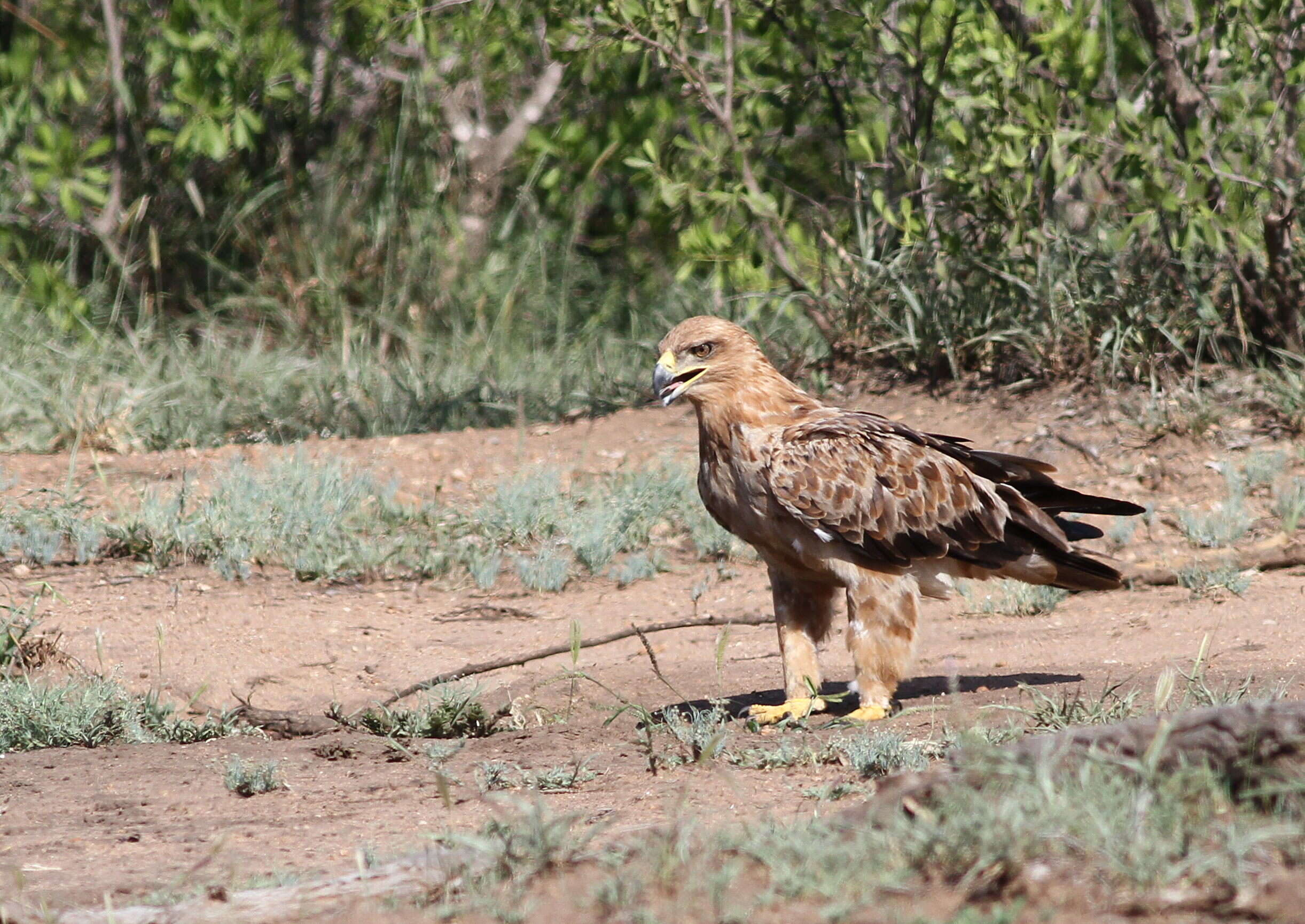 Image of Tawny Eagle