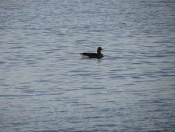 Image of Eurasian White-fronted Goose