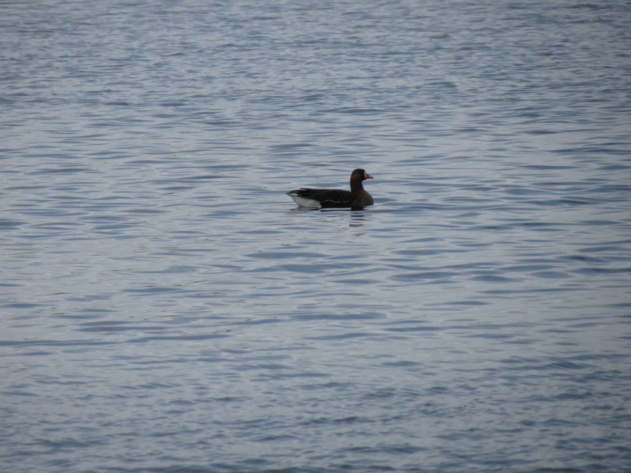 Image of Eurasian White-fronted Goose