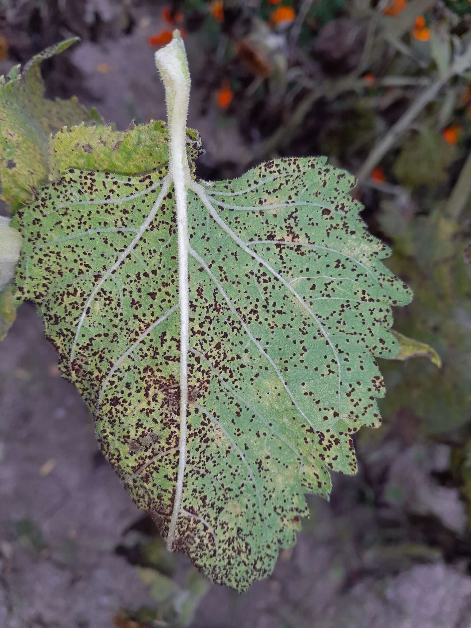 Image of Puccinia helianthi Schwein. 1822