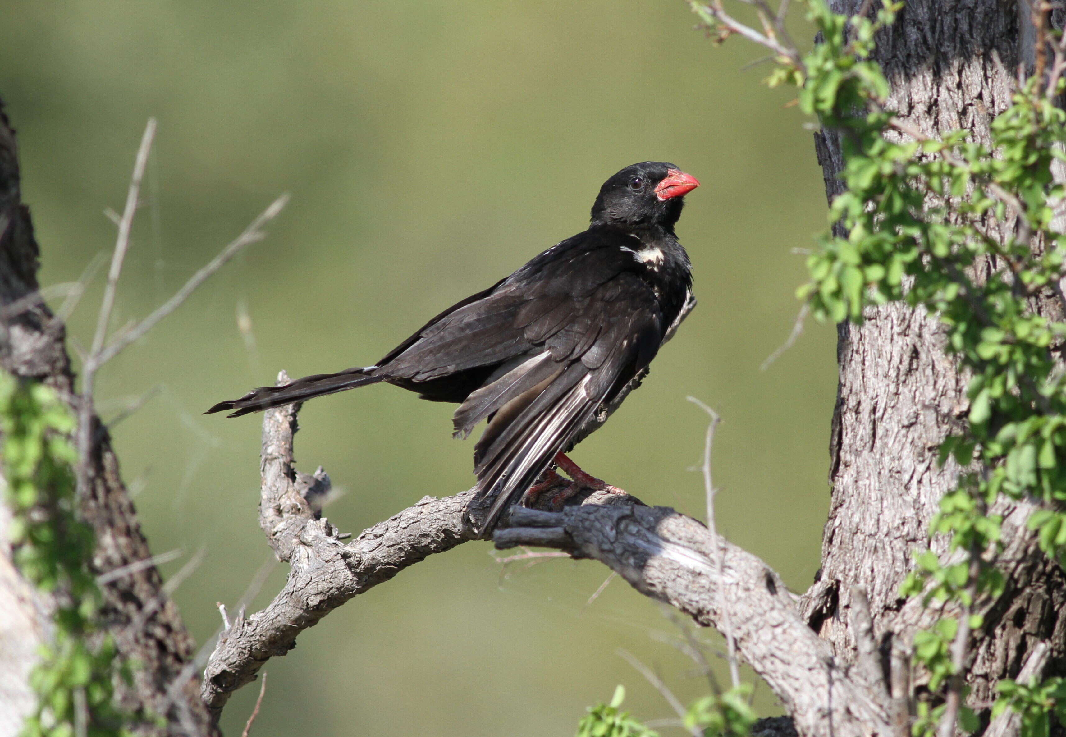 Image of Bubalornis Smith & A 1836