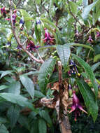 Image of New Zealand fuchsia