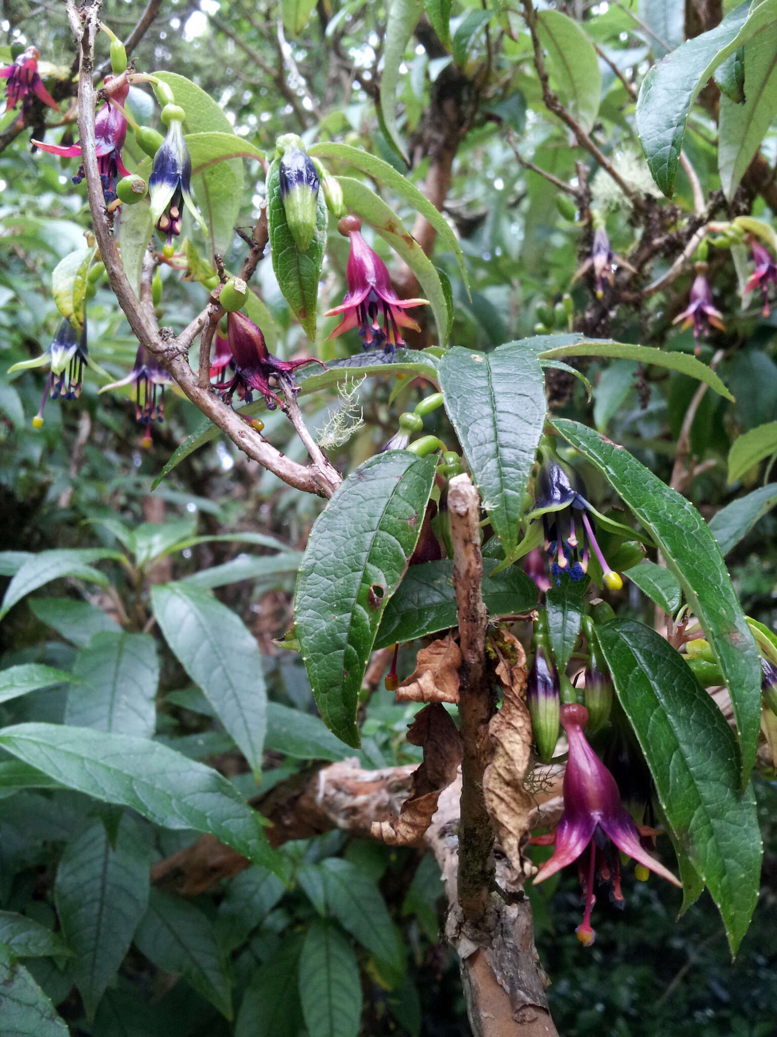 Image of New Zealand fuchsia