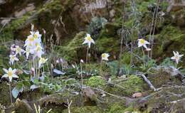 Image of Erythronium shastense D. A. York, J. K. Nelson & D. W. Taylor