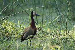 Image of White-faced Whistling Duck