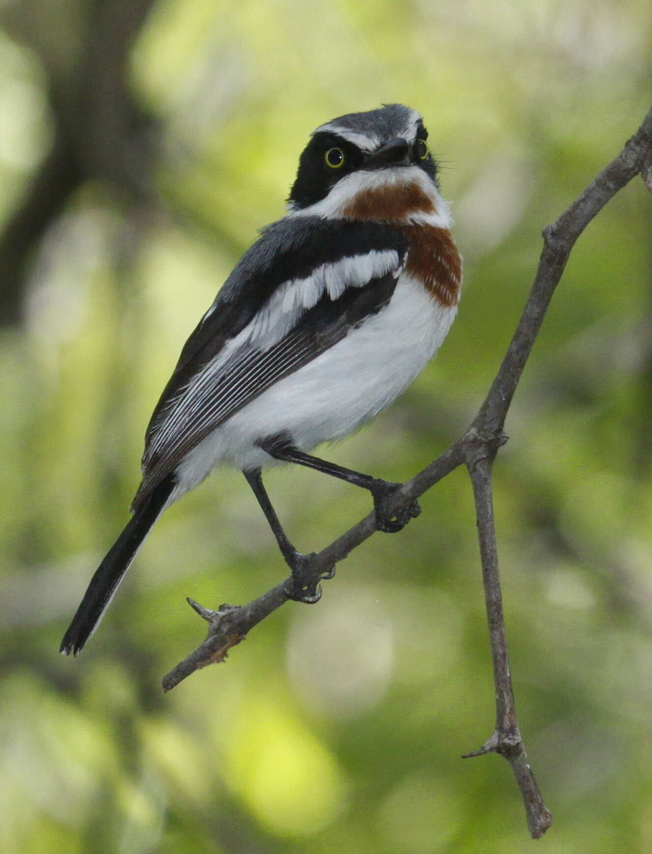 Image of Chinspot Batis