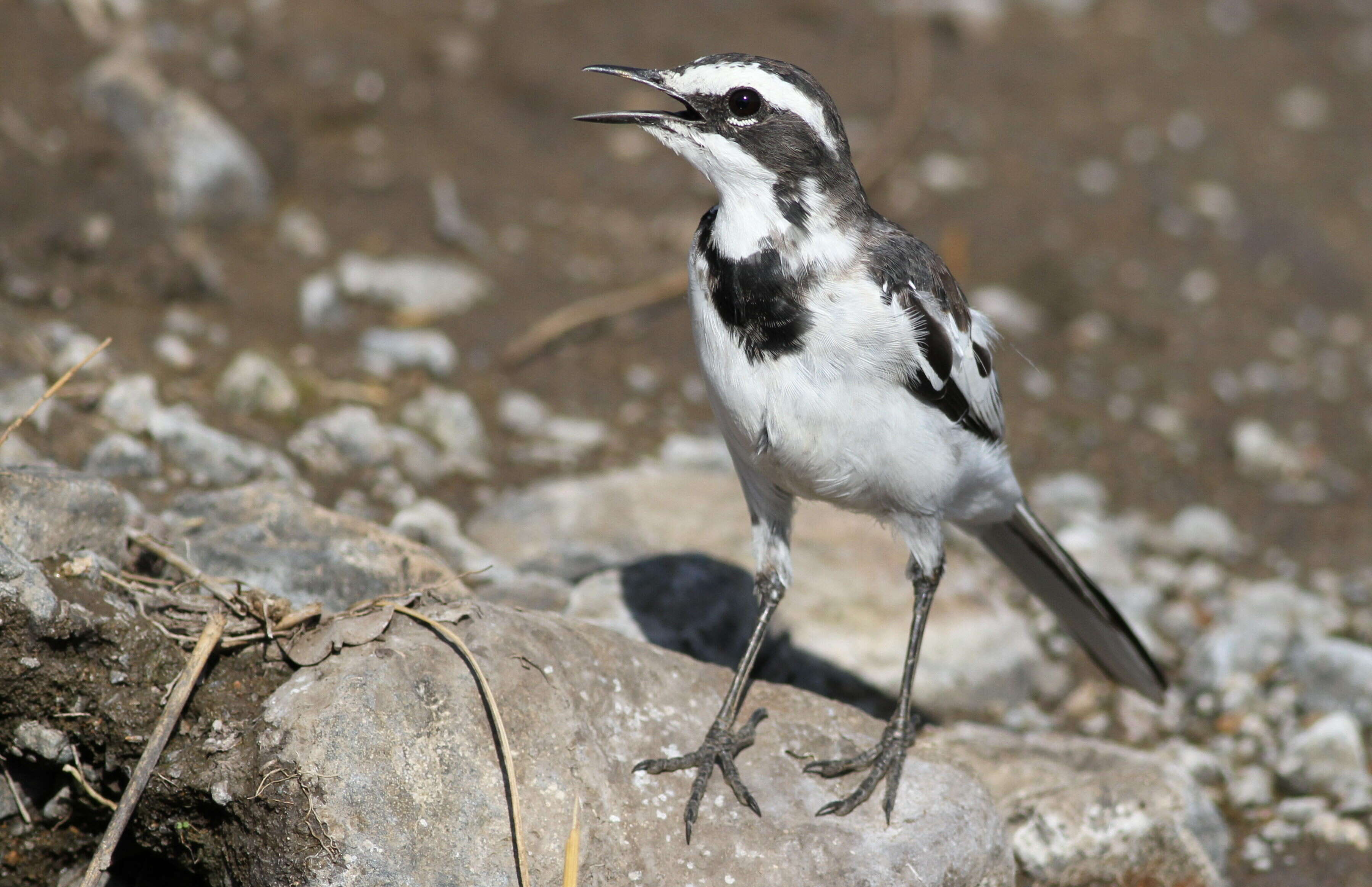 Image of African Pied Wagtail