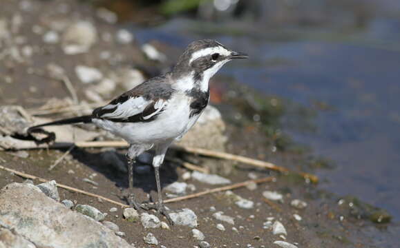 Image of African Pied Wagtail