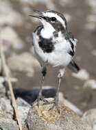 Image of African Pied Wagtail