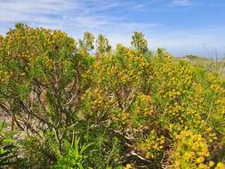 Image of Euryops linifolius (L.) DC.