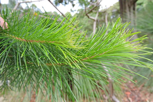 Image of Persoonia pinifolia R. Br.