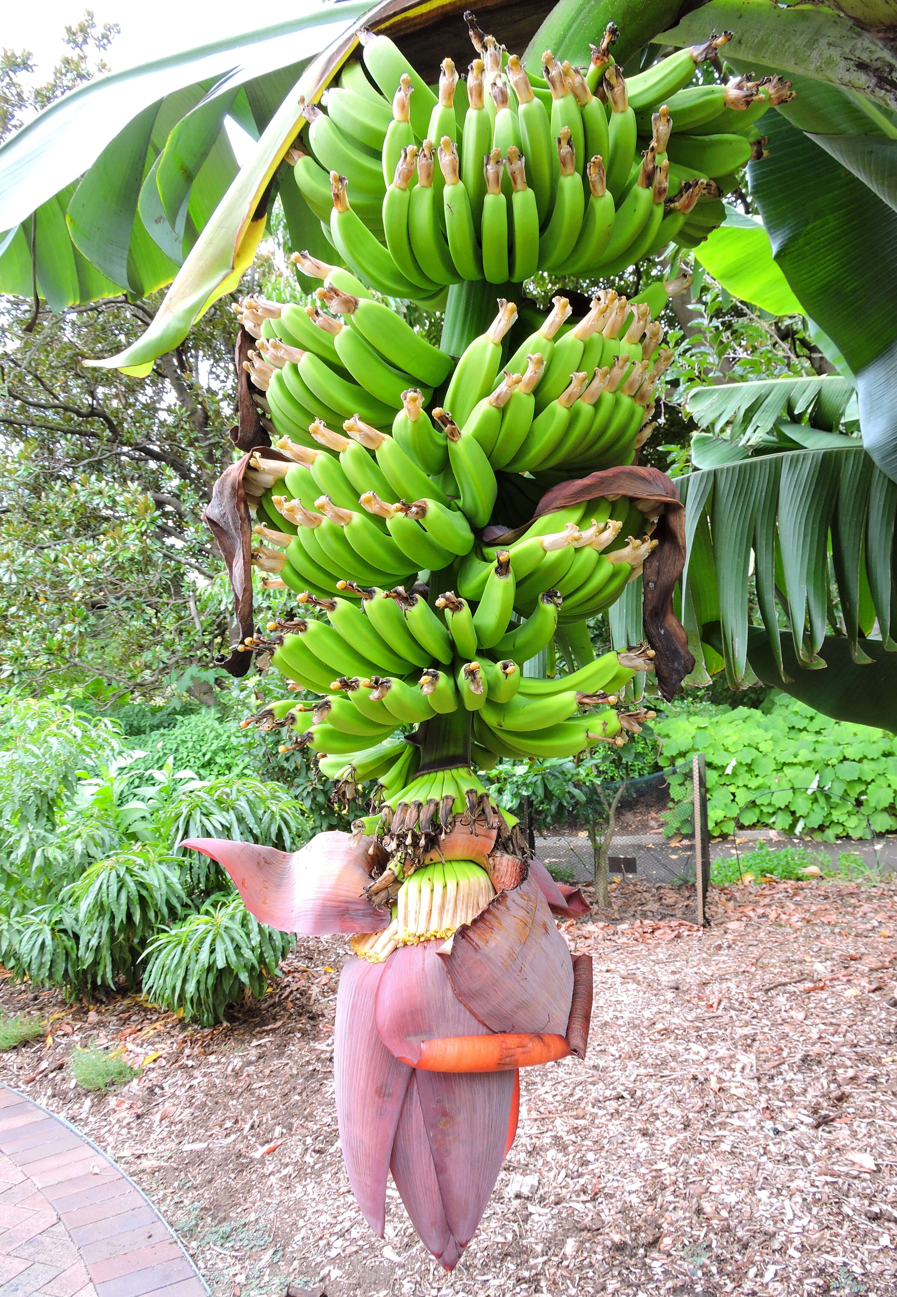 Image de figue banane