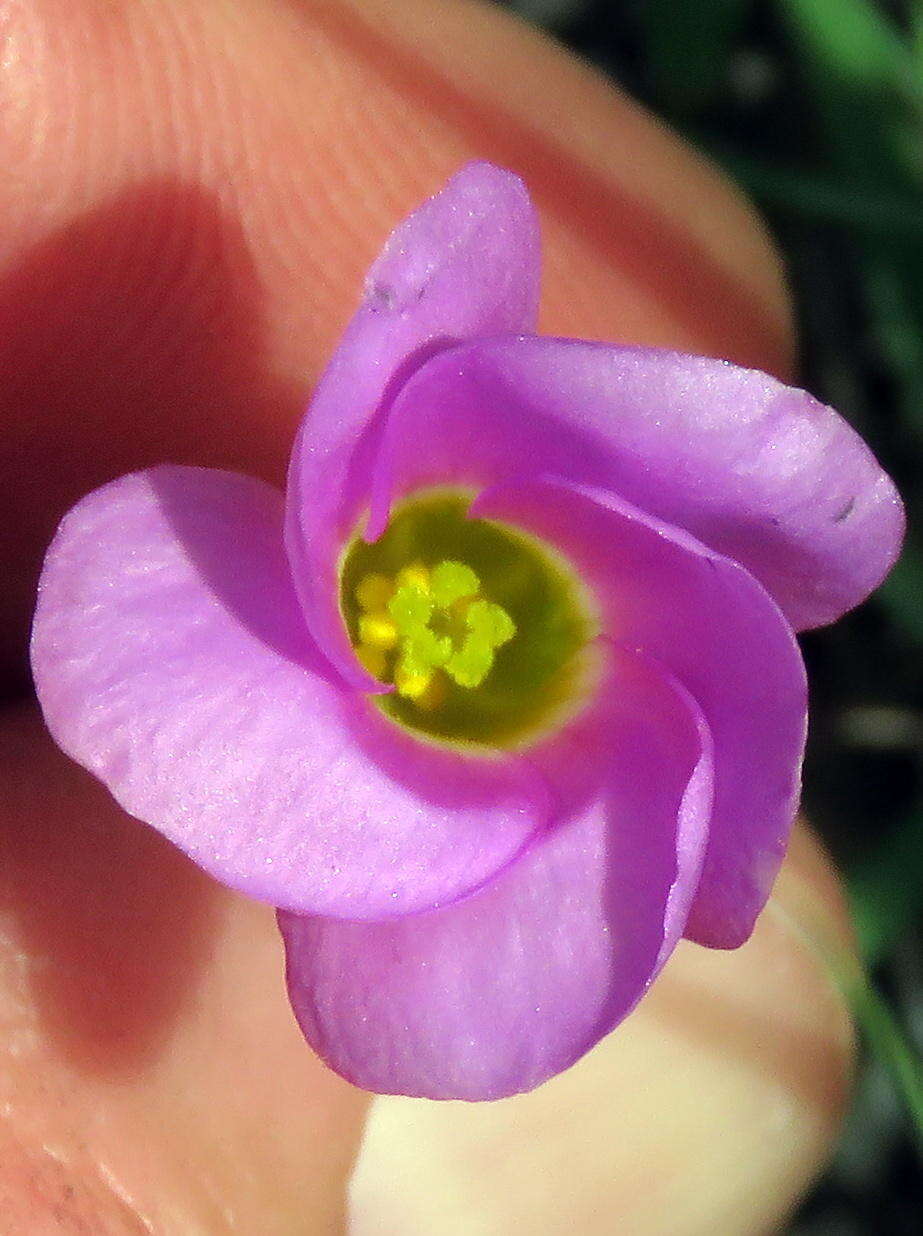 Image of Oblique-leaf sorrel
