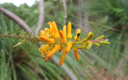 Image of Persoonia pinifolia R. Br.