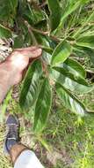 Image of Annona monticola Mart.