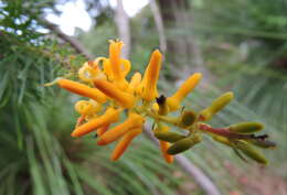 Image of Persoonia pinifolia R. Br.