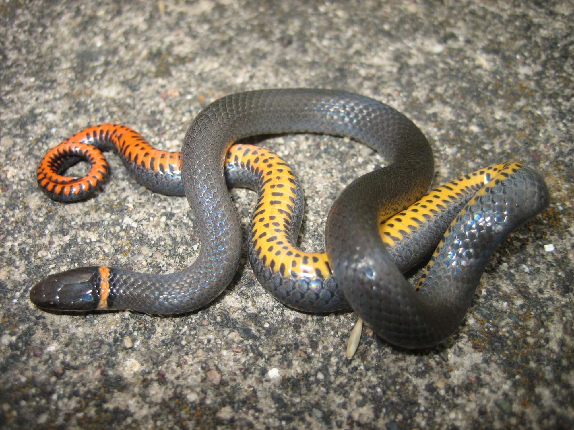 Image of Ring-necked Snake