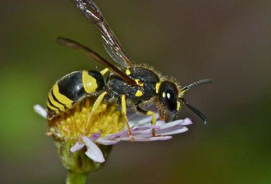 Image of Ancistrocerus gazella (Panzer 1798)