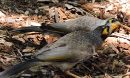 Image of Noisy Miner