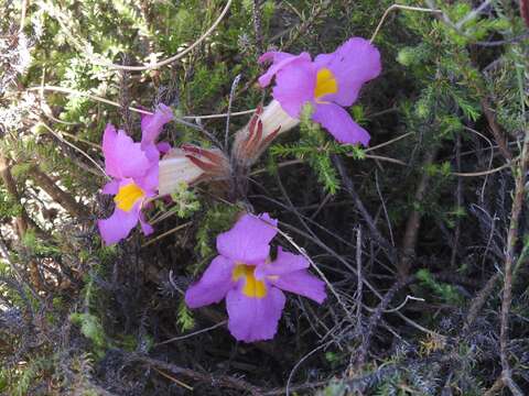 Слика од Harveya purpurea (L. fil.) Harv. ex Hook.