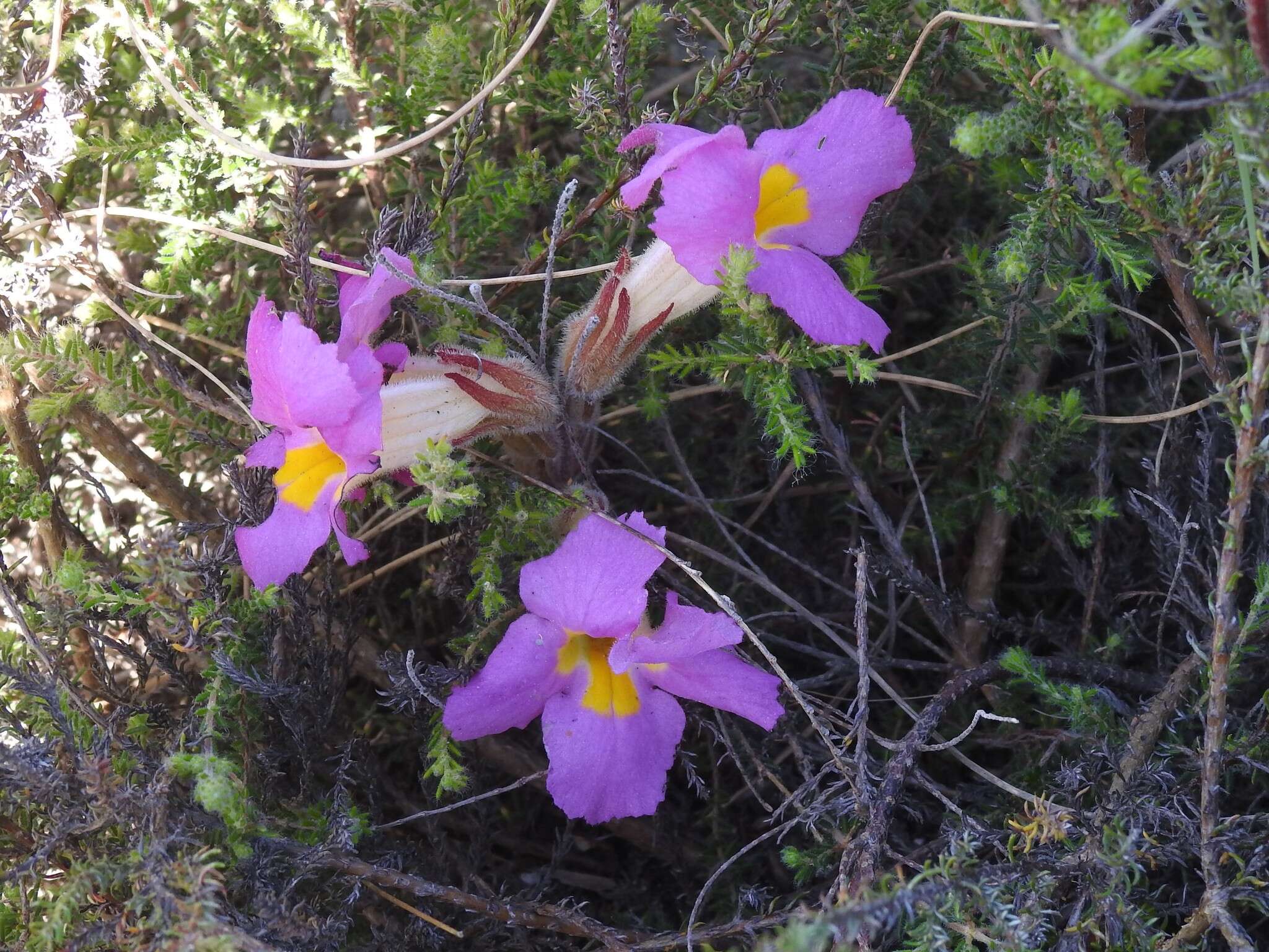 Image of Purple Inkflower