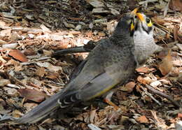 Image of Noisy Miner