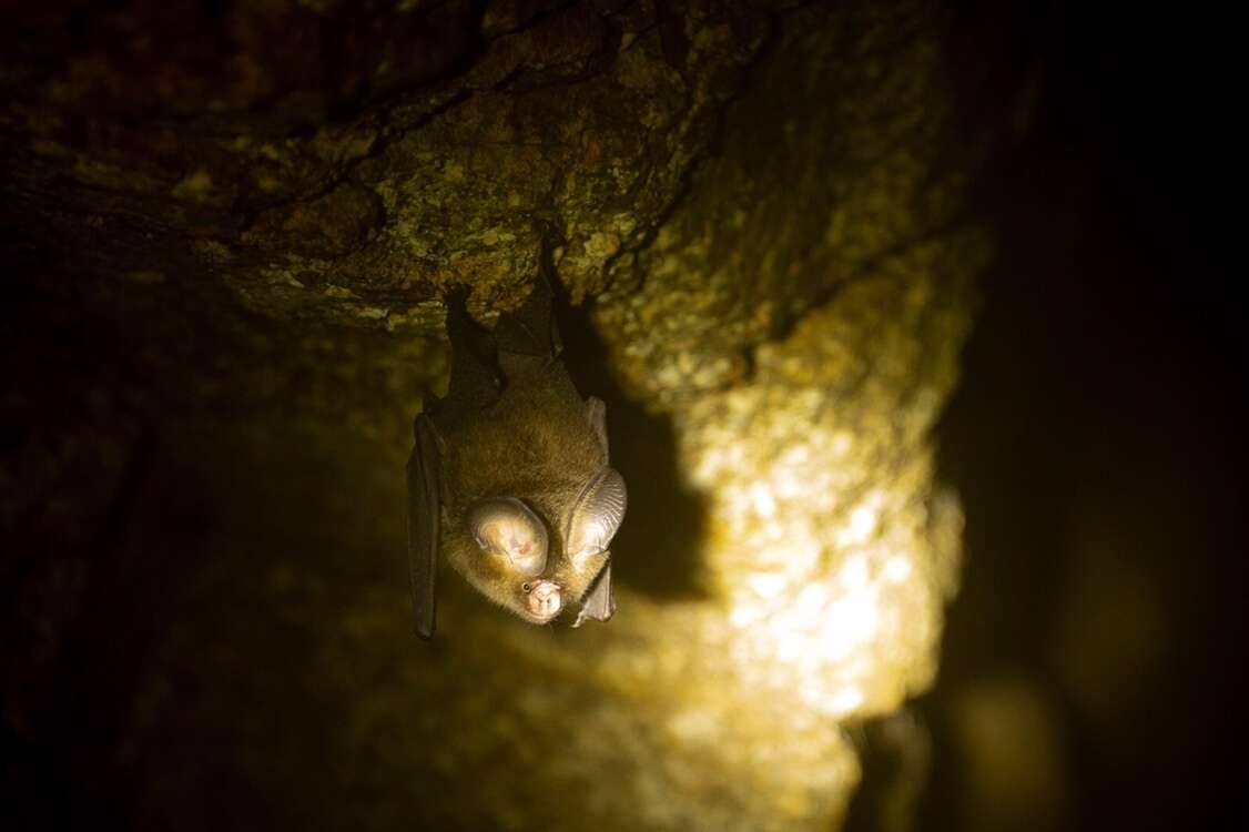 Image of Vietnamese Leaf-nosed Bat