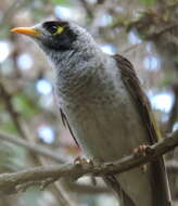 Image of Noisy Miner