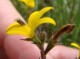 Image of Monopsis lutea (L.) Urb.