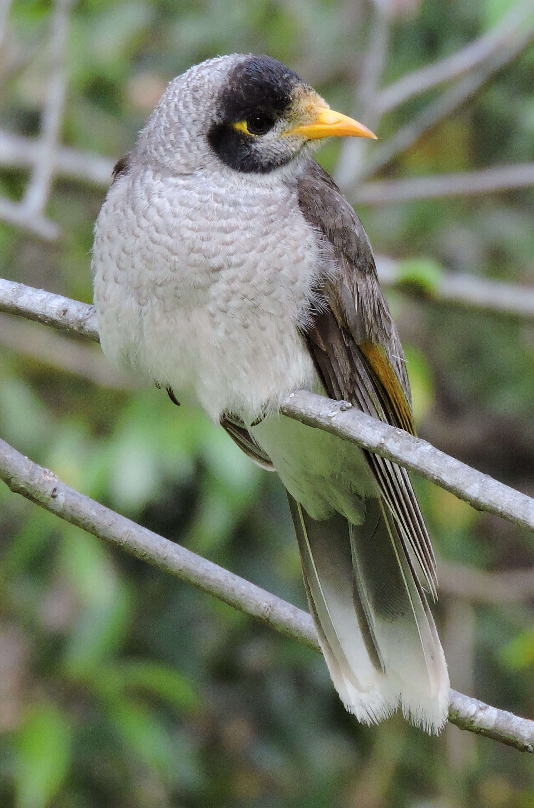 Image of Noisy Miner