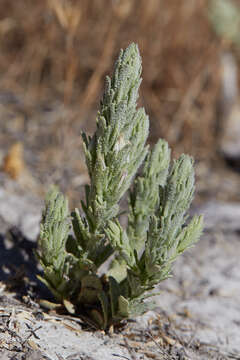 Image of Palm-Bract Salt-Bird's-Beak