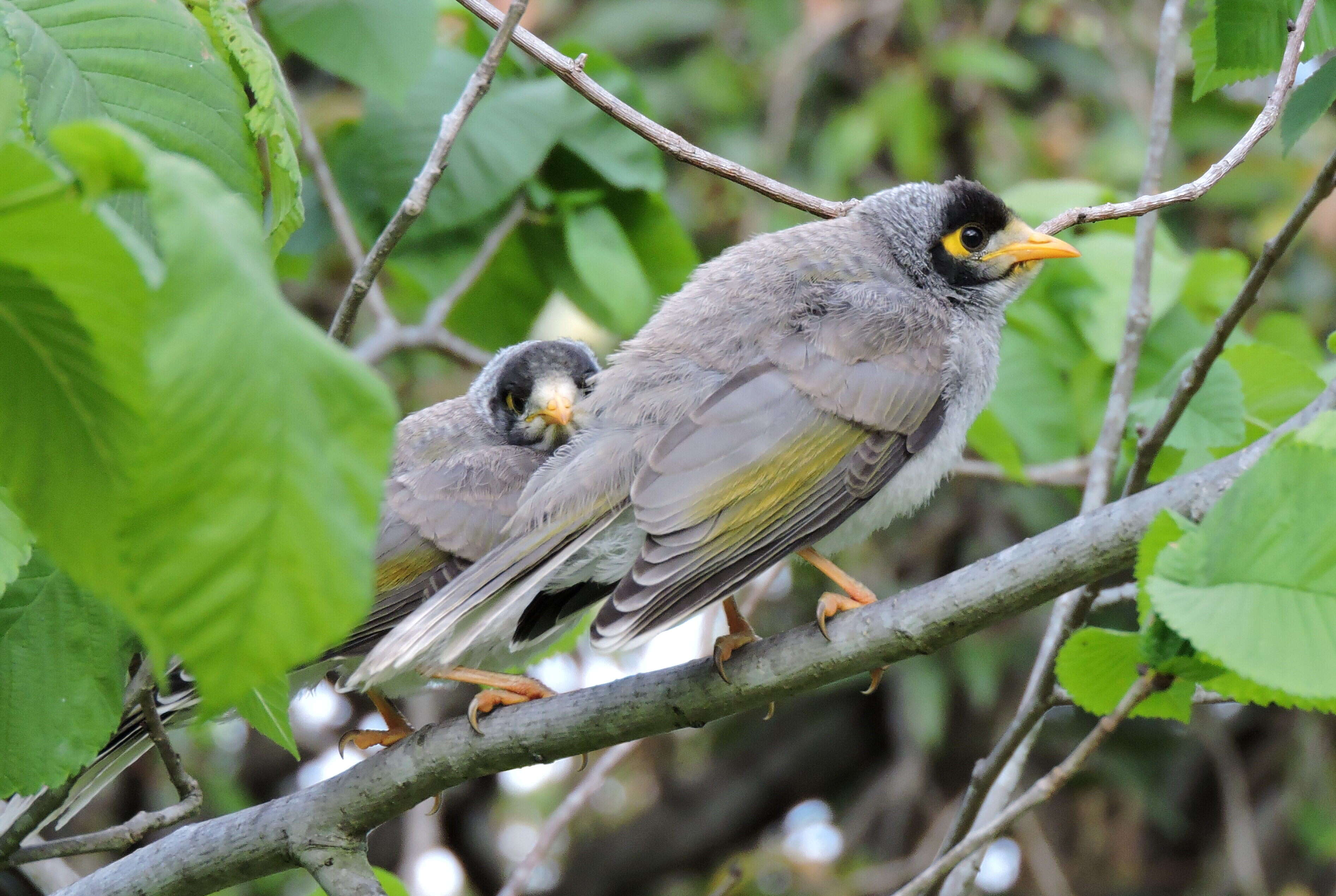 Image of Noisy Miner